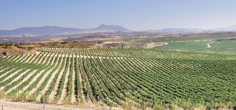 Podgoriile de la Bodegas Campillo Podgoriile de la Bodegas Campillo