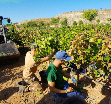 Recolta la Finca la Estacada