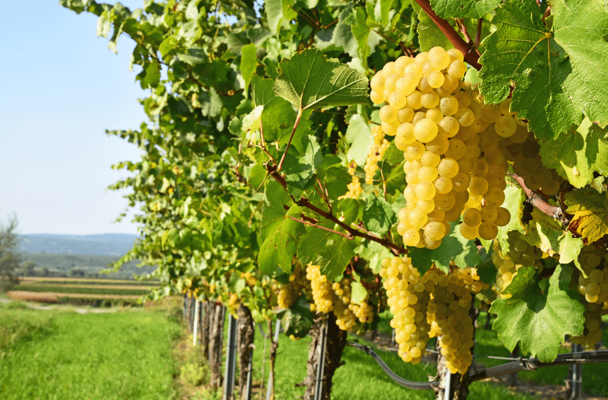 Gruener Veltliner am Rebstock Gruener Veltliner am Rebstock
