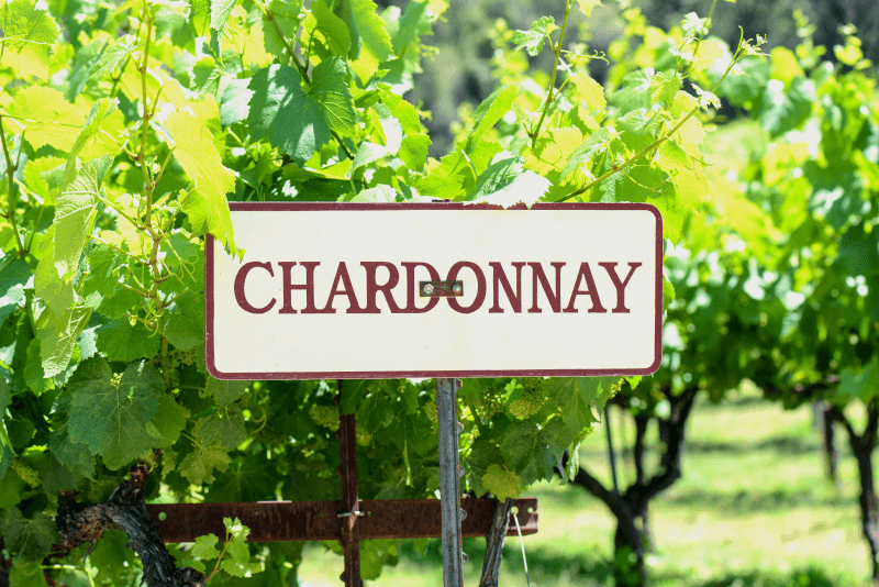 Rând de viță Chardonnay Rând de viță Chardonnay