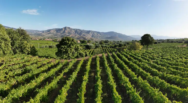 Rosé din toată lumea și în toate fațetele - pachet de degustare 6x