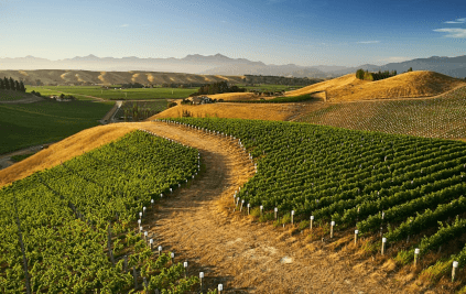 Vițele de vie de la Nautilus