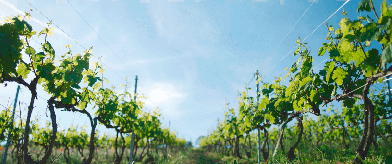 În podgoriile castelului