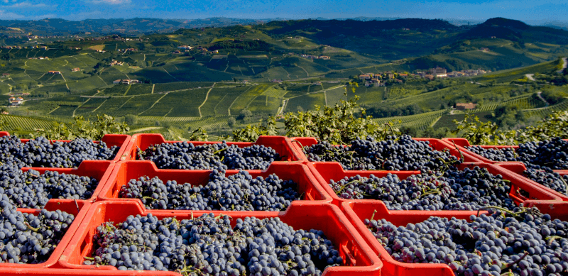 Struguri Nebbiolo pentru Barolo Struguri Nebbiolo pentru Barolo