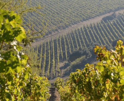 Santa Carolina Vineyard