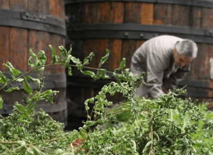 Recoltare în apropiere de Vedrenne Recoltare în apropiere de Vedrenne