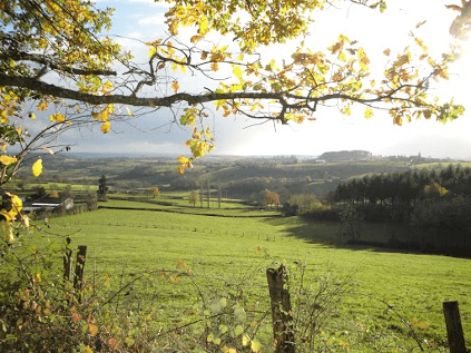 Vineyard-in-Burgundy