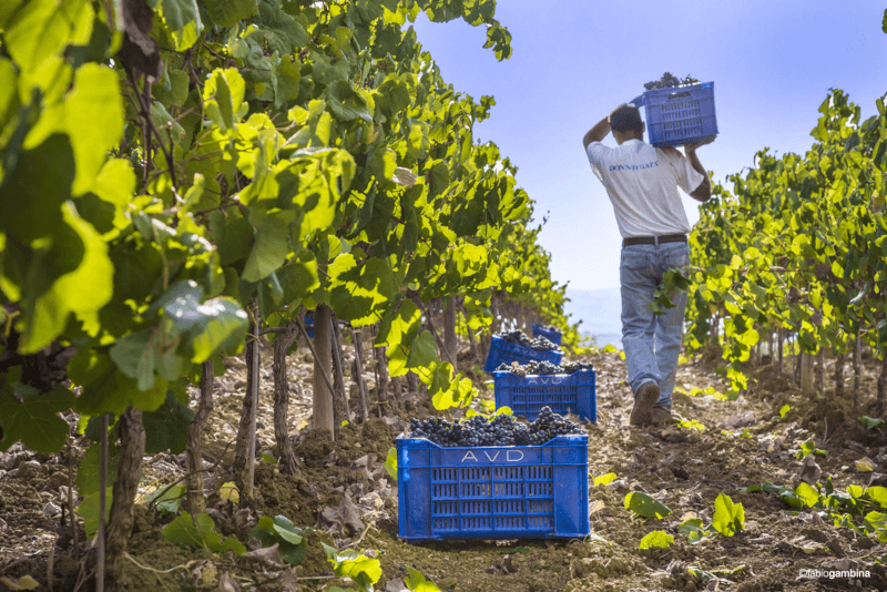 Recolta la Donnafugata Recolta la Donnafugata