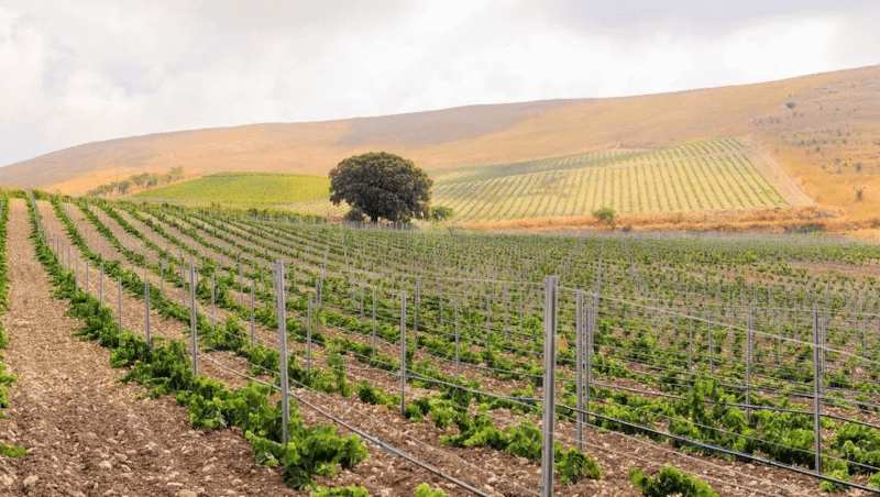 Weingut di Giovanna Landschaft