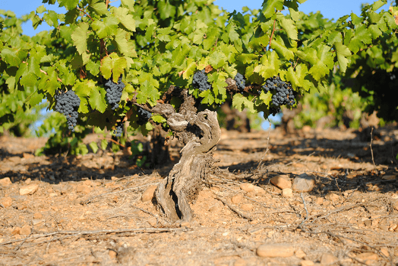 Vița de vie în tufișuri, tipică pentru nordul Spaniei, care permite doar recoltarea manuală