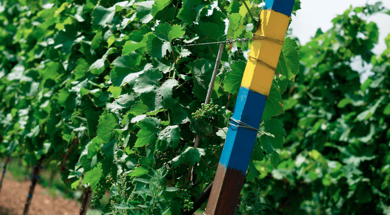 Plante de vin Markus Pfaffmann Plante de vin Markus Pfaffmann