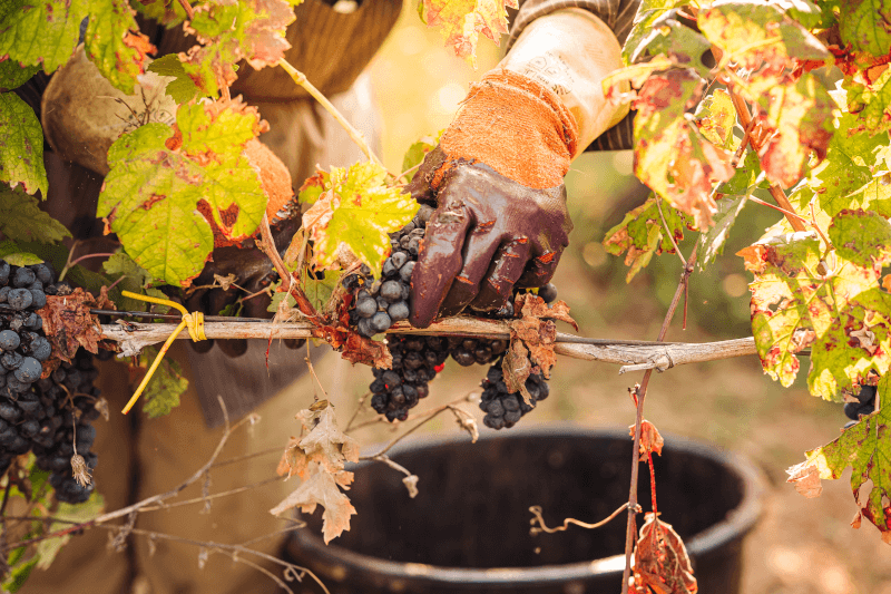 Primitivo-Recolta în Apulia toamnă