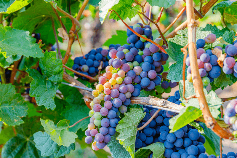 Vin românesc struguri de vin Vin românesc struguri de vin
