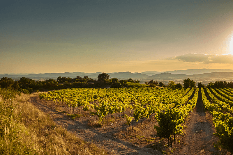 Domaine Terre de Tramontane Sudul Franței Domaine Terre de Tramontane Sudul Franței