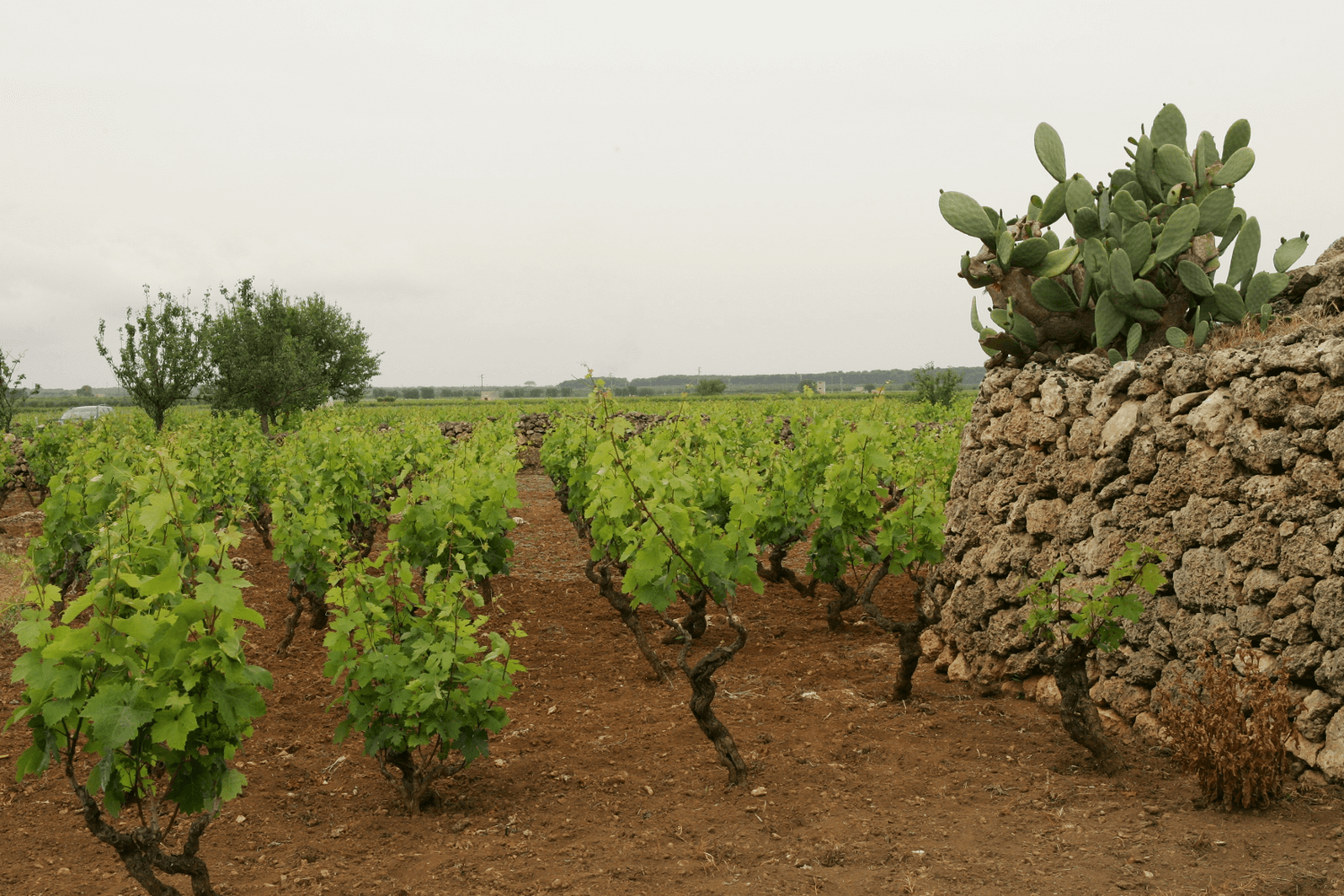 terre di Campo Sasso Vineyard Wall terre di Campo Sasso Vineyard Wall