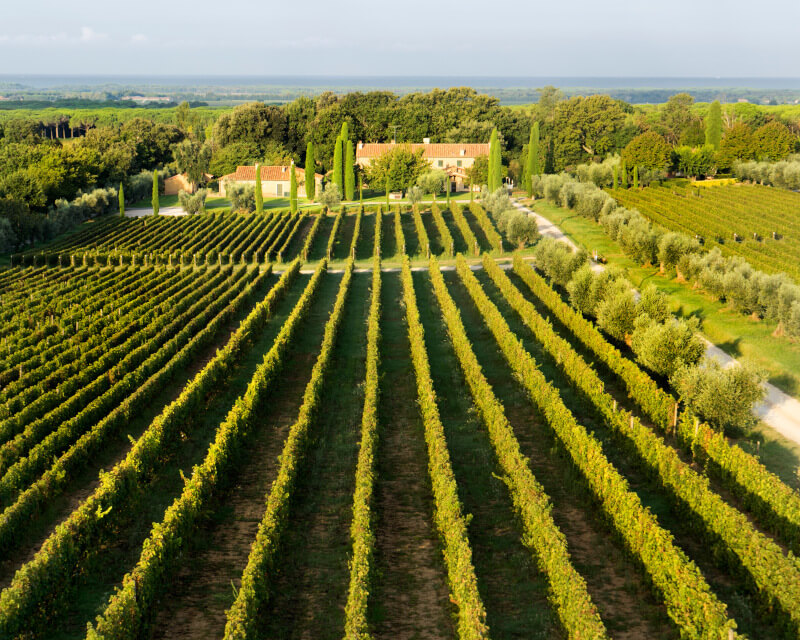 Vie Tenuta dell Ornellaia Vie Tenuta dell Ornellaia