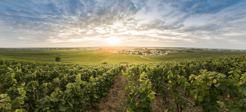 Vedere asupra podgoriilor de lângă Vosne-Romanée Vedere asupra podgoriilor de lângă Vosne-Romanée