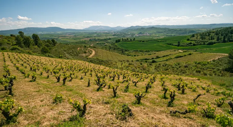 Consum de vin roșu din Navarra - pachet descoperire 6x