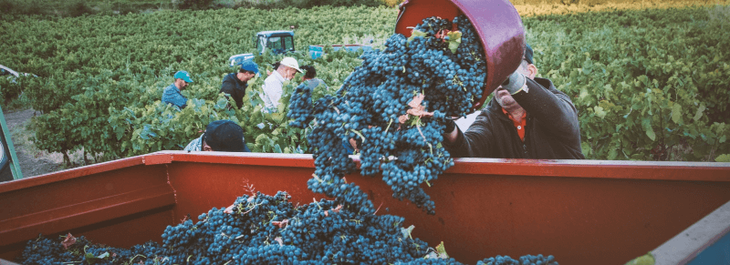 Recolta la Domaine Montrose