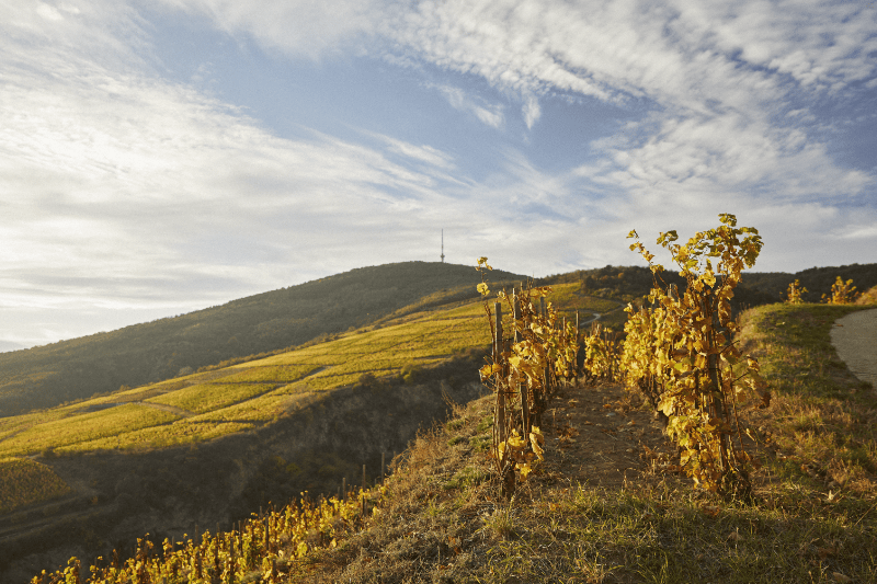 Versant Tokaj la soare de seară Podgorii Tokaj seara