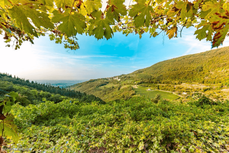 Podgorie în Valpolicella Podgorie în Valpolicella