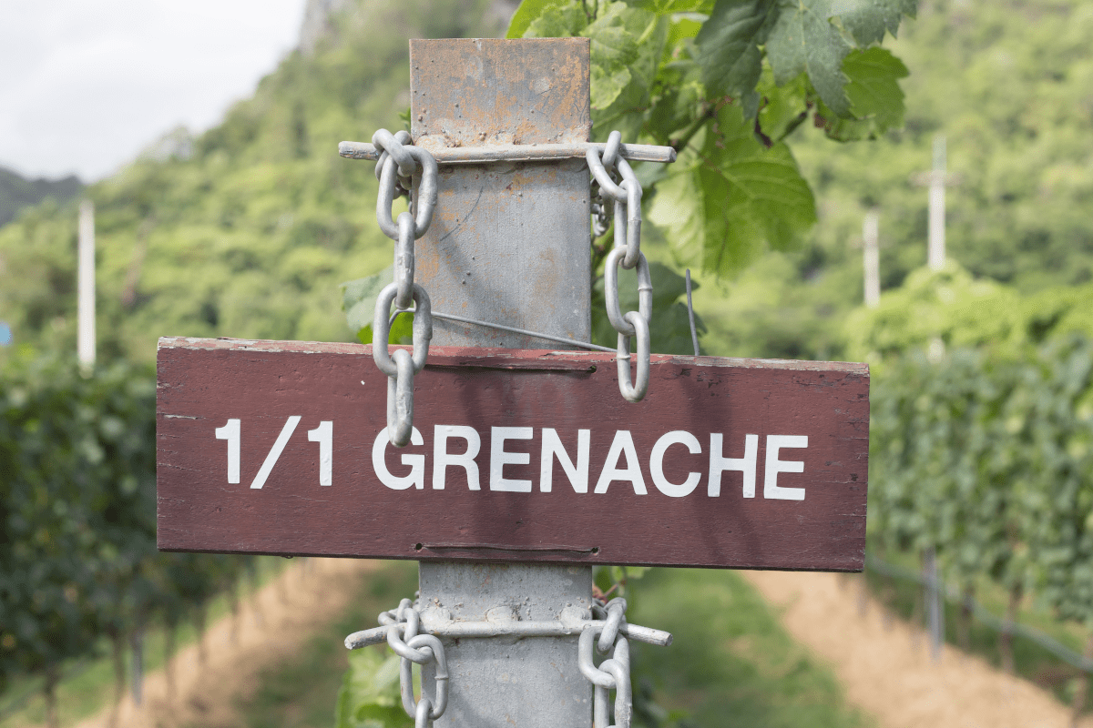 Grenache Blanc Rebzeile Grenache Blanc Rebzeile