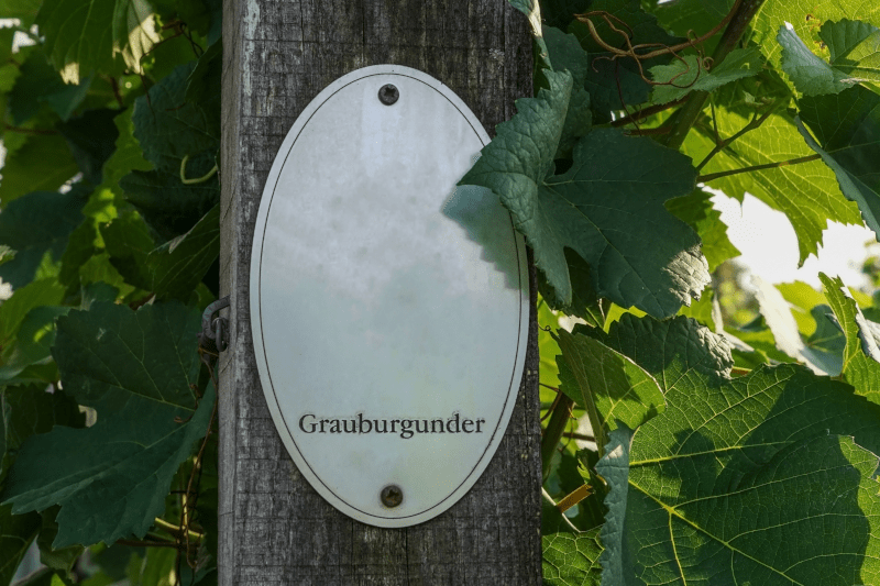 Grauburgunder Rebstock