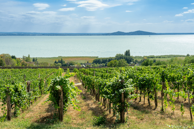 Vinuri de la Balaton - vițe de vie la lac
