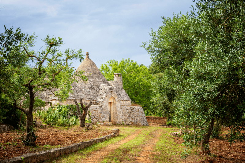 Livadă de măslini în Apulia, cu o casă rotundă tradițională trullo