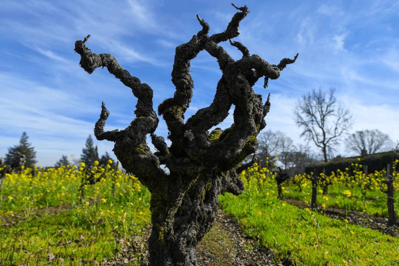 Old-Zinfandel-Vine-in-Napa-Valley