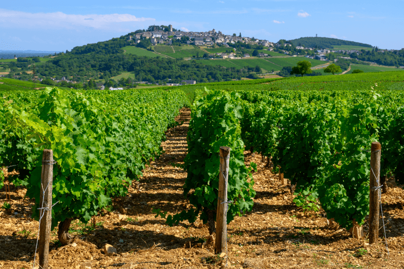 Viile de Sauvignon Blanc la Sancerre Viile de Sauvignon Blanc la Sancerre