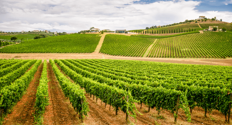 Podgorie din Podravje