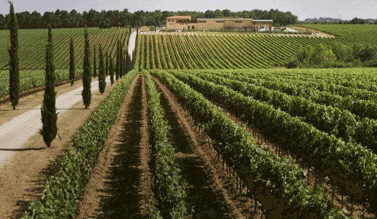 La Braccesca Vineyards