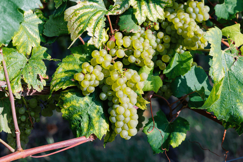 Vițele de vie Codru