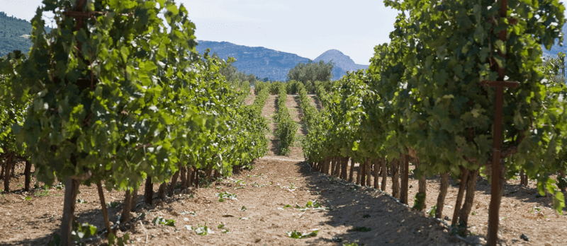 Vițele Gaia Wines Vițele Gaia Wines