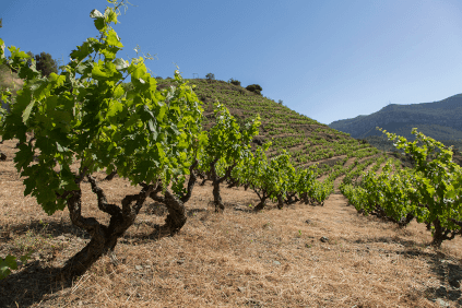 Podgoria Priorat Podgoria Priorat