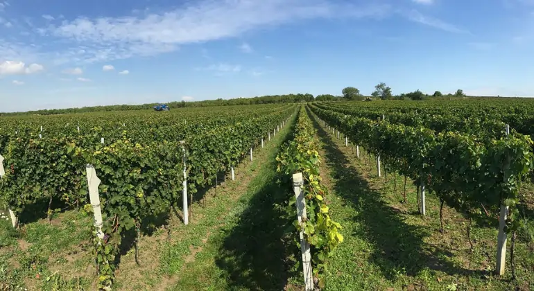 Plăcerea vinului din Moravia de la W18 - pachet de descoperire 6x