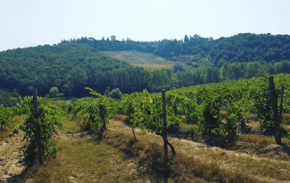 Podgoria Strozzi