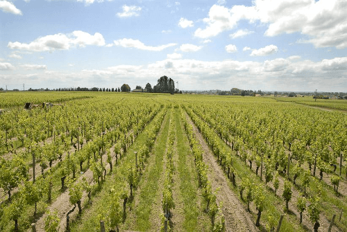 Podgoriile de la Chateau Gombaude Guillot