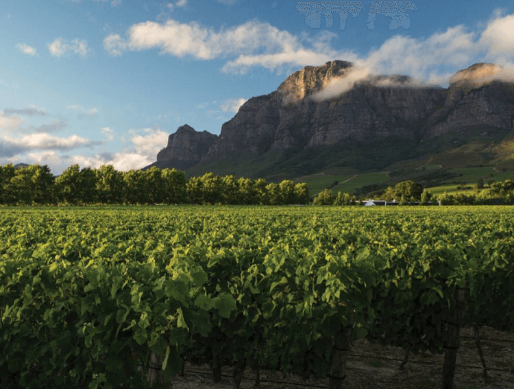 întinse suprafețe de viță-de-vie la Rupert & Rothschild Vignerons întinse suprafețe de viță-de-vie la Rupert & Rothschild Vignerons